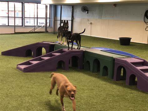 Indoor Dog Park